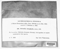 Xanthoparmelia stenophylla image